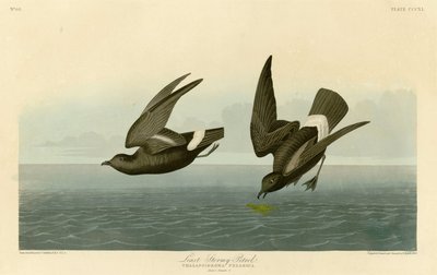 Plaat 340 van Birds of America door John James Audubon met afbeelding van de Kleine Stormvogel door John James Audubon